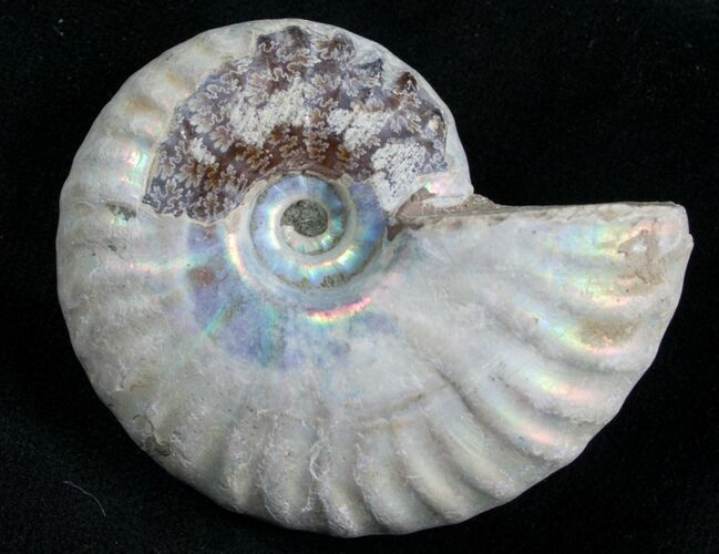 Silver Iridescent Ammonite - Madagascar #7783
